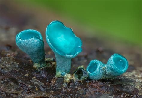 Artistic Photographs Of Mushrooms And Myxomycetes By Alison Pollack