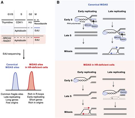 Conflicts With Transcription Make Early Replication Late Molecular Cell