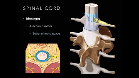 Meninges Of Spinal Cord Anatomy