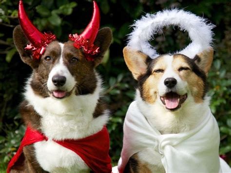 Best Dog Halloween Costume Ideas — Barkuterie Box