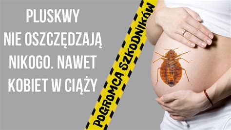 Ca E Mieszkanie Opanowane Przez Pluskwy Kowe Zwalczanie Pluskiew