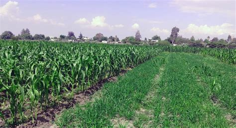 Rotación Con Triticale Una Buena Alternativa Para Los Agricultores De