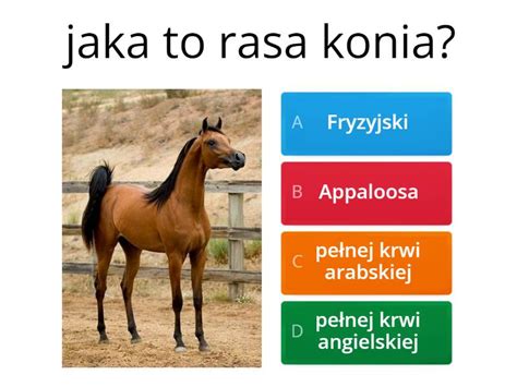 Rasy Koni Quiz