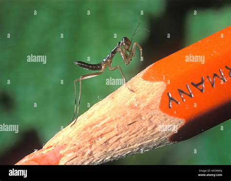 European Mantis Mantis Religiosa High Resolution Stock Photography and ...