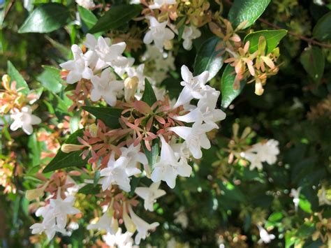 Abelia Glossy