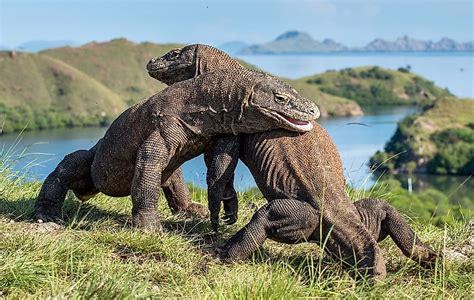 Wallacea Biodiversity Hotspot Worldatlas