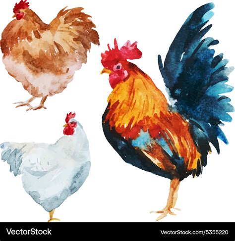 Watercolor Chicken Royalty Free Vector Image Vectorstock