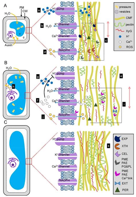 Auxin Structure