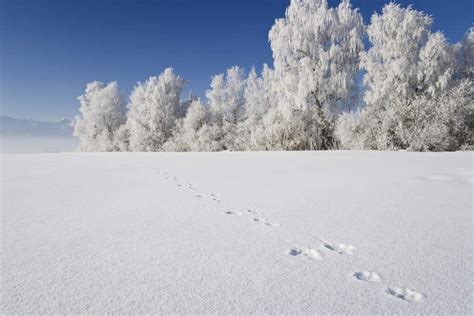 无人横图室外白天正面旅游度假山树林雪雪山植物大雪脚印阴影光线影子冰积雪山峰雪地雪景冬季冬天山峦