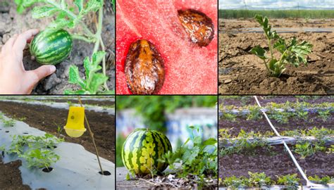 Cómo cultivar sandías en tu huerto paso a paso PortalFruticola