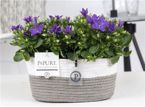 Кампанула 'Napoli' Pure Field Basket, отправляем растений с почтой ...