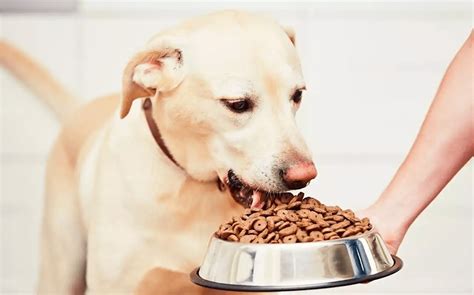 La Importancia De Una Buena Alimentación Para Nuestras Mascotas