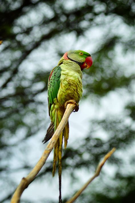 ALEXANDRINE Parakeet Photo Free Download - pgclick | Free Photos for ...