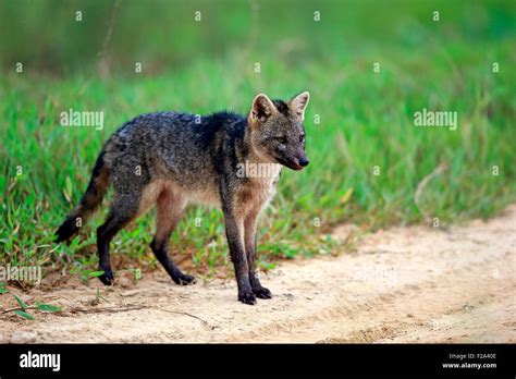 Crab Eating Fox Hi Res Stock Photography And Images Alamy