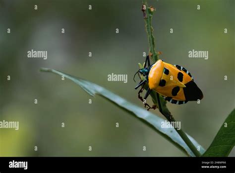 Yellow Man Faced Stink Bug Catacanthus Incarnatus Goa India Stock