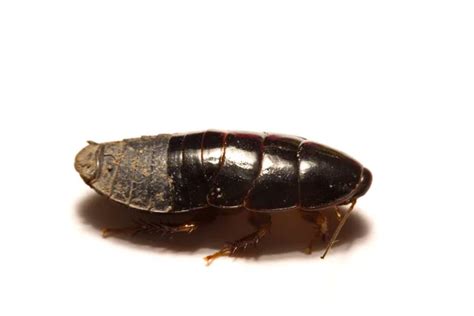 Australian giant burrowing cockroach on white background — Stock Photo © kasira.gold.gmail.com ...