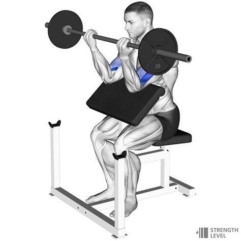 Preacher Curl Standards For Men And Women Lb Strength Level