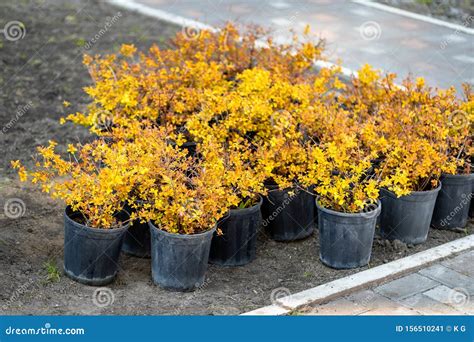 Beautiful Bright Orange Barberry Seedlings In Pots Prepared For