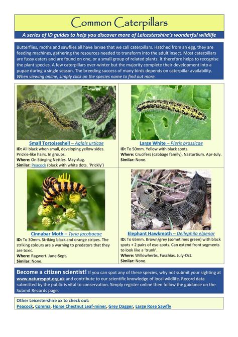 Free Printable Caterpillar Identification Charts [pdf]