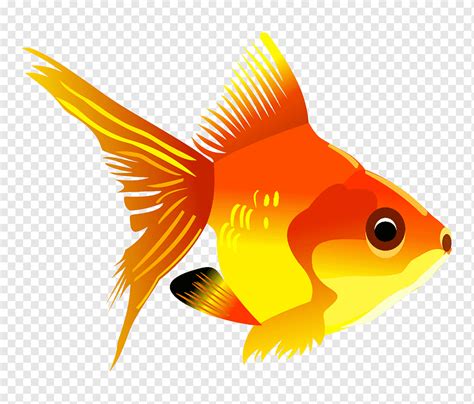 Peixinho Dourado Png Pngwing