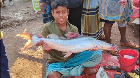 Biggest Ever I Seen Giant Air Kata Fish Cutting Live In Fish Market