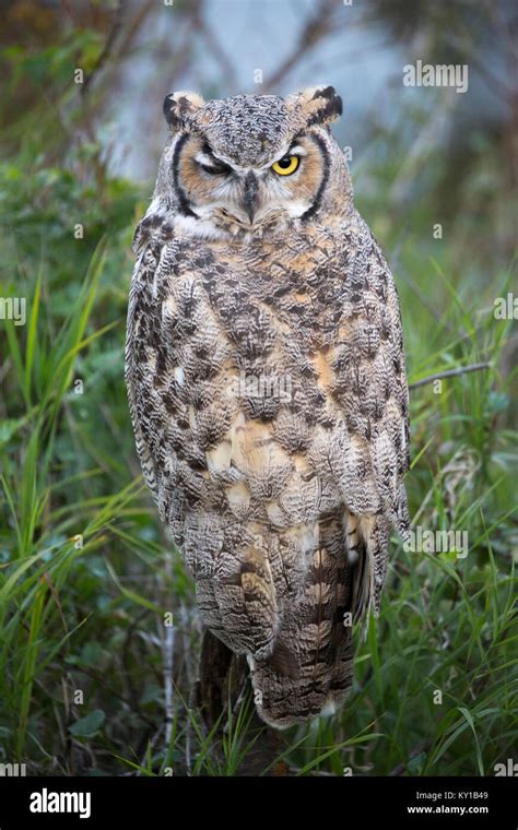 Great Horned Owl Hi Res Stock Photography And Images Alamy