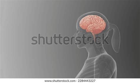 Female Brain Anatomy Lateral View Medical Stock Illustration