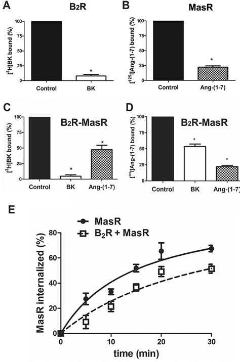 Agonist Mediated Internalization Of Receptors Cells Expressing A B 2