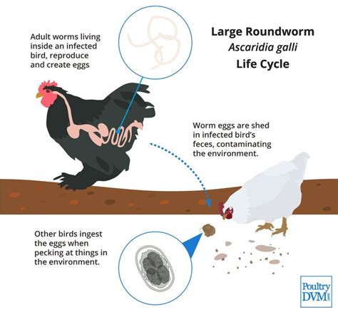 Ascaridia Galli Life Cycle In Chickens Chickens Roundworm Chickens Backyard