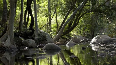 Ten Popular Forests in Kerala You Must Visit - PinkLungi