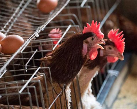 Advantages Of Poultry Farming Benefits Of Poultry Farming