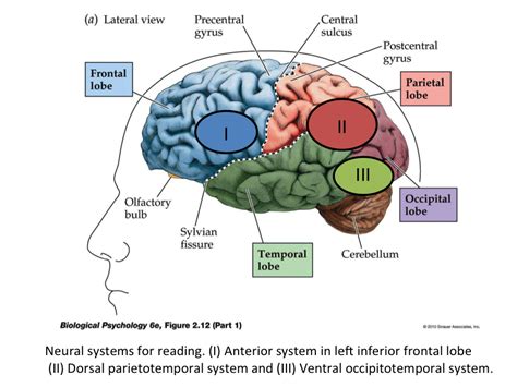 Reading And The Brain Etale Africa