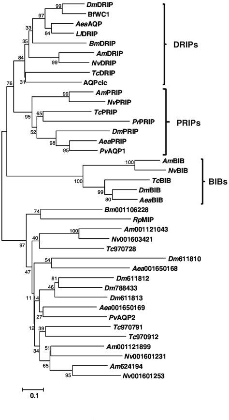 Phylogenetic Tree Of Insect Aqps Representative Unrooted Phylogenetic Download Scientific