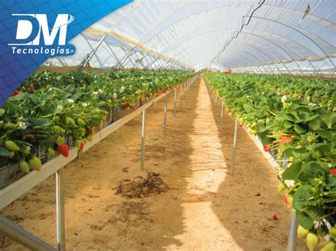 Cultiva fresas en invernaderos de Plástico calibre 720 DM Tecnologías