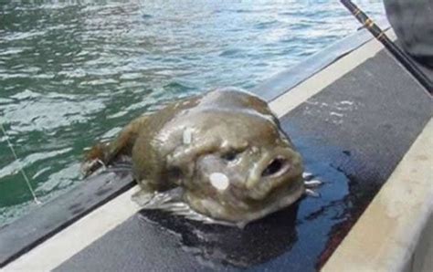 Troll Fish