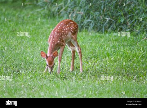 Doe hi-res stock photography and images - Alamy