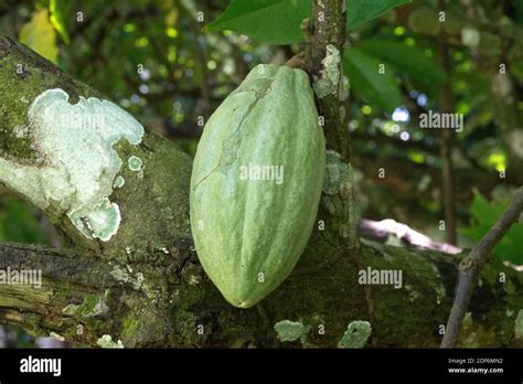 Cacao tree or cocoa tree (Theobroma cacao) is an evergreen tree native ...