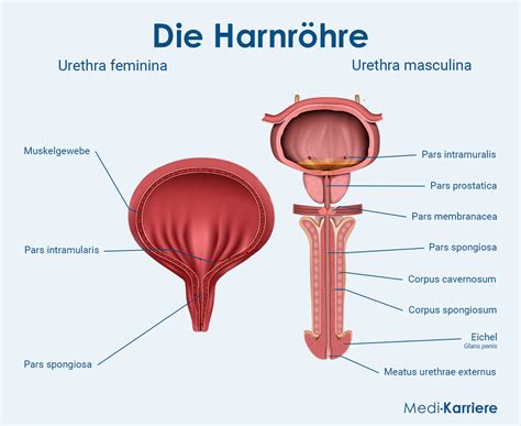 Harnr Hre Aufbau Und Funktion Medi Karriere