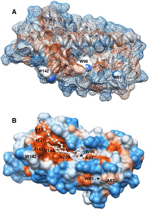 Tryptophan Topography And Surface Hydrophobicity Of Human Gltp Mapping