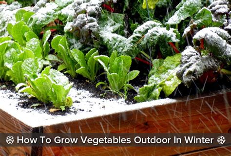 How To Grow Vegetables Outdoor In Winter