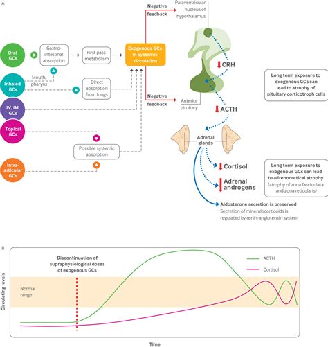 Adrenal Insufficiency Pathophysiology