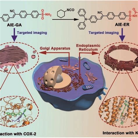 Schematic Illustration Of Specific Golgi Apparatus Ga And Endoplasmic Download Scientific