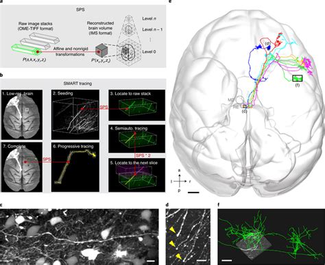 Brain Wide Tracing Of Axonal Projections A Sps Maps Between Any