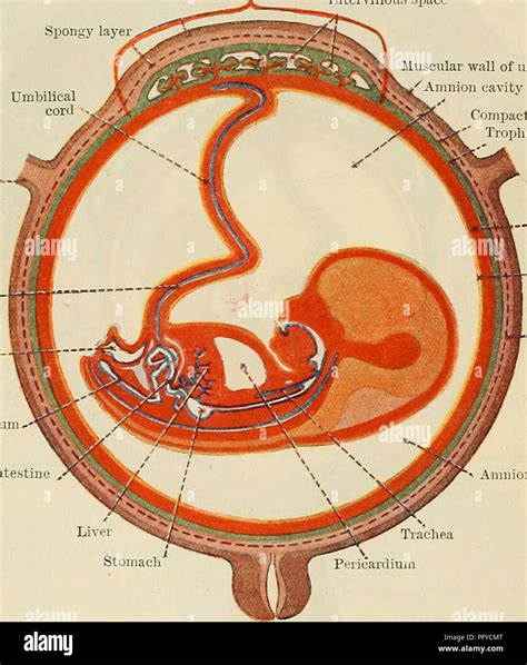 Amnion hi-res stock photography and images - Alamy