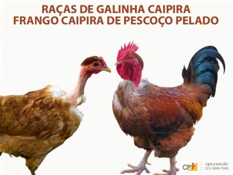 Frango E Galinha Caipira Pesco O Pelado Cursos A Dist Ncia Cpt