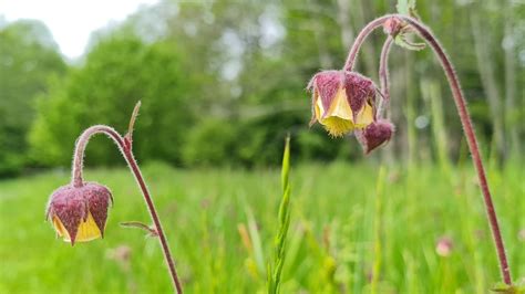 Inheemse Planten In Uw Tuin Experts Tips Advies