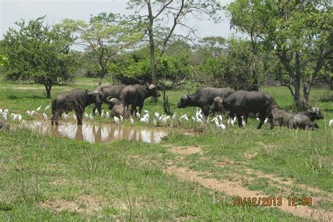 Kanzwa Short Holiday 2 Night Safari Experience At Kafue National Park