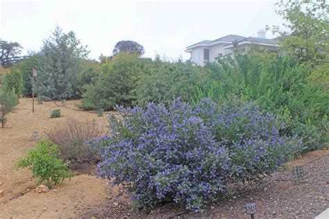 Camissonia S Corner Fast Forward California Native Garden Native Garden Native Plants