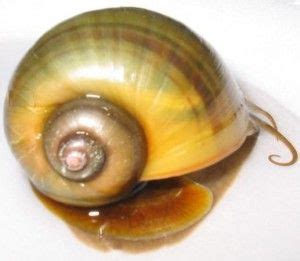 Pomacea canaliculata Photos | Apple snail, Aquarium snails, Snail