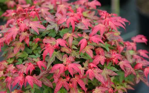 Buy Beni Hime Dwarf Japanese Maple Single Trunk Tree Form Free Shipping Wilson Bros